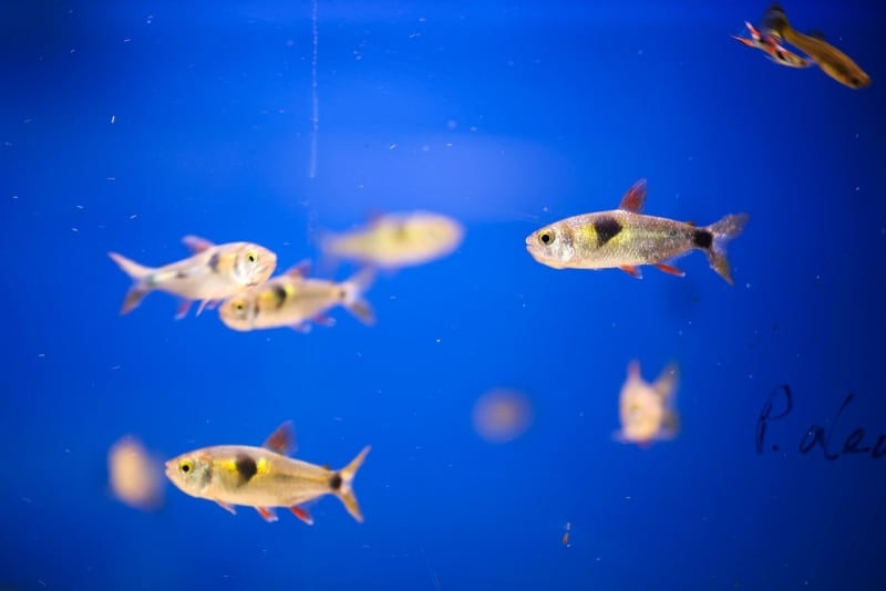 Pharmaceutical pollution messing with fish behaviour, scientists find