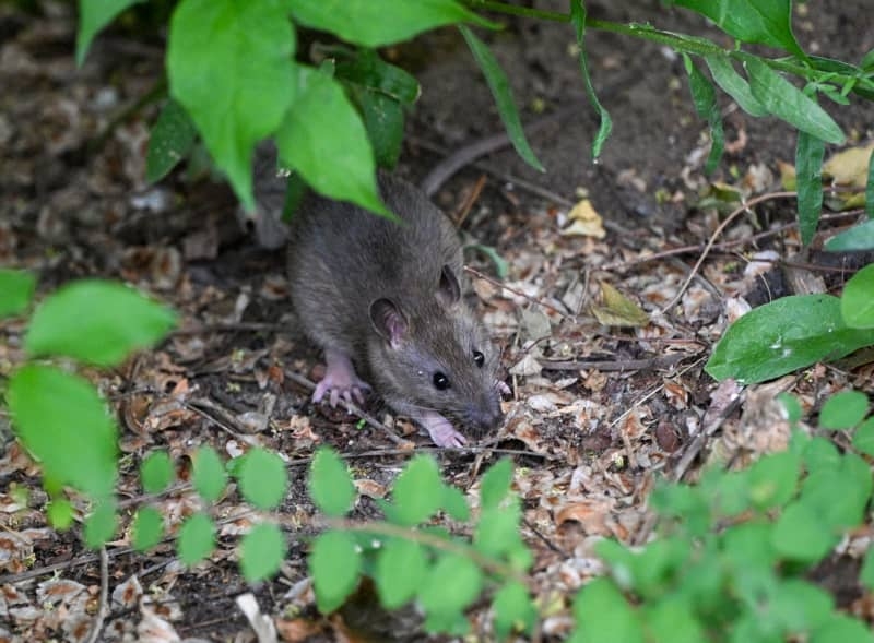 Indonesia's ambitious new capital faces unwelcome visitors: rats