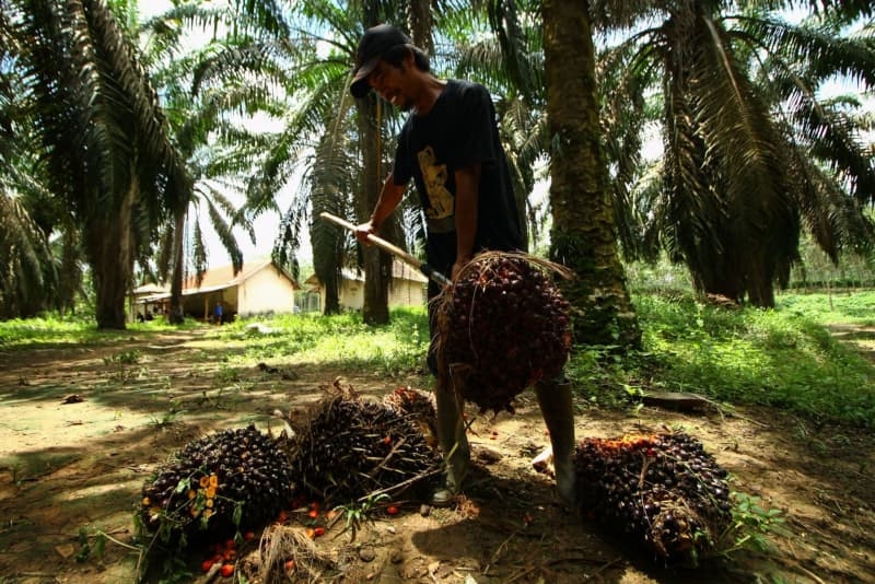 Palm oil in disguise? Fake 'green' diesel allegedly sold in Europe