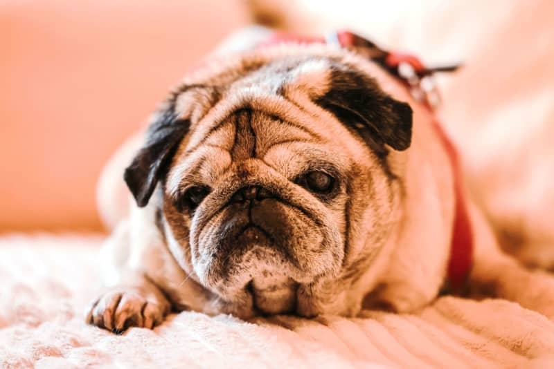 Confused and disoriented pets? Dementia is not just for humans