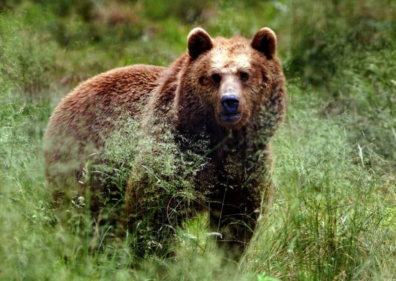 Bear necessity: A drone can be lifesaver in grizzly country