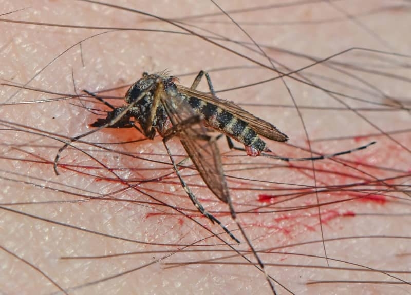Filipino village puts bounty on mosquitoes caught dead or alive