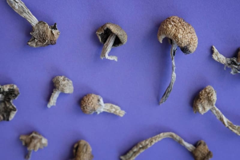 Magic mushrooms live up to their name by appearing to slow ageing