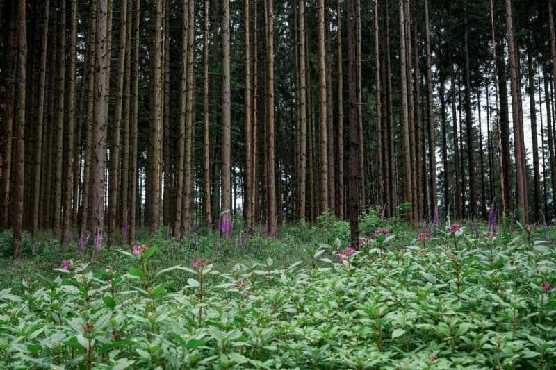 EU's plan to tackle global deforestation meets resistance at home