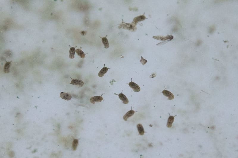 Oropouche virus more prevalent than previously assumed, data shows