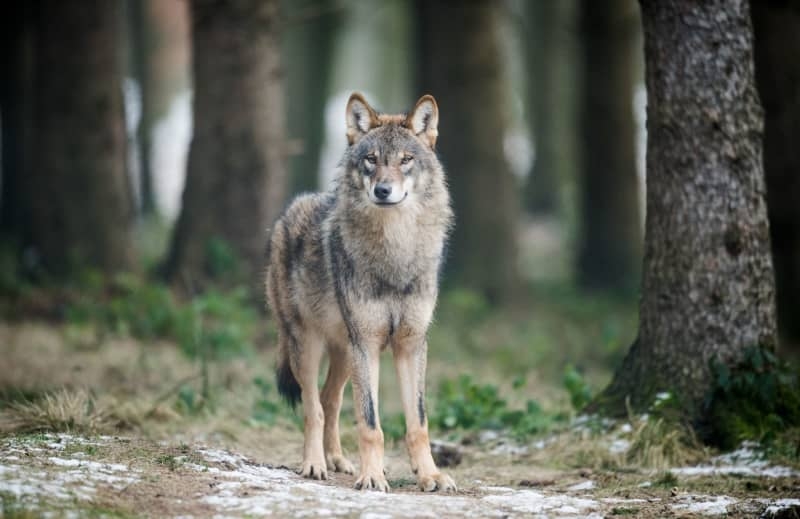 EU gives green light for possible culling of wolves