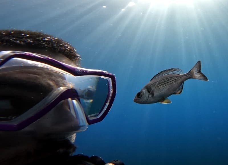 Oh hey, it's you! Fish can recognize humans, research shows