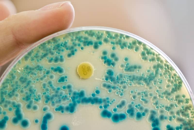 Potential new antibiotic for gonorrhoea as superbugs rise