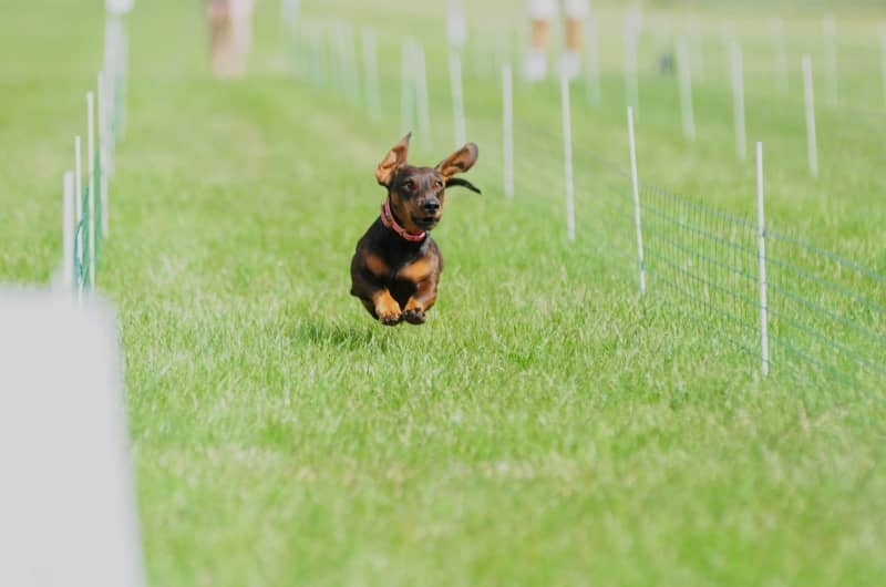 Germany's fastest dachshund crowned after controversial race