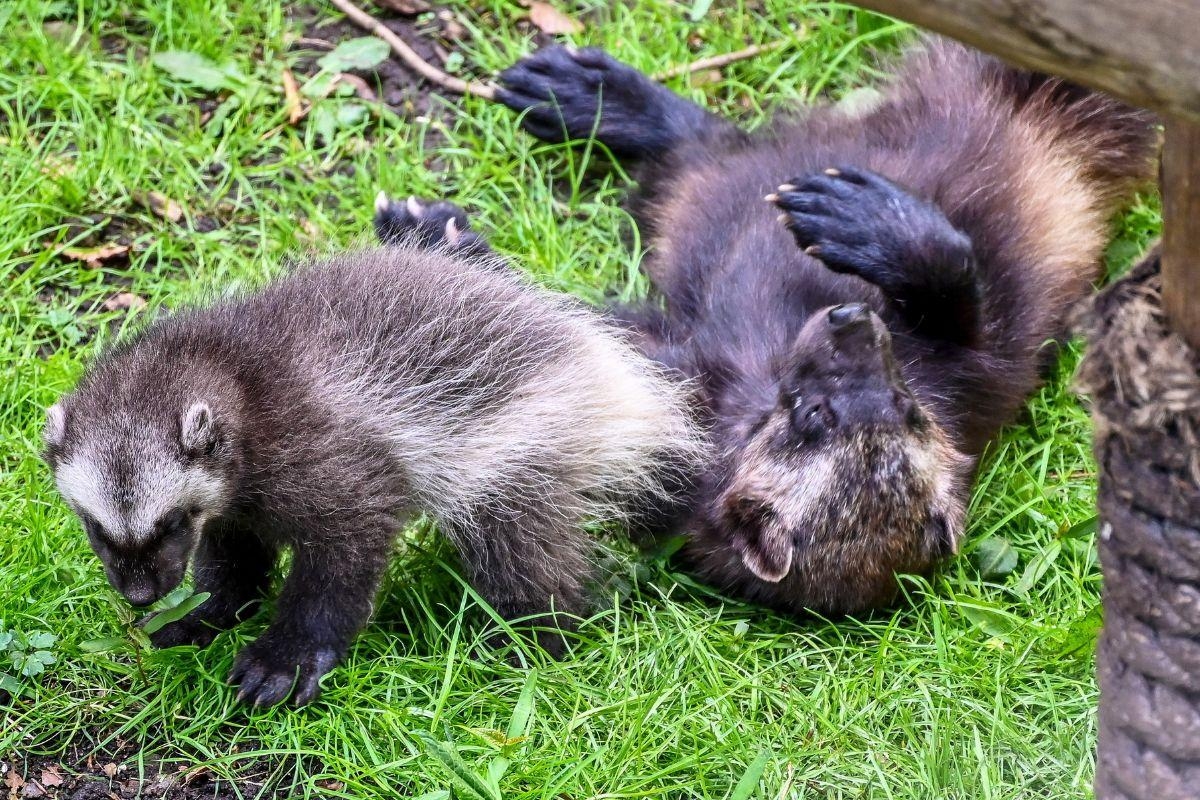 Adorable wolverine kits explore outside for the first time