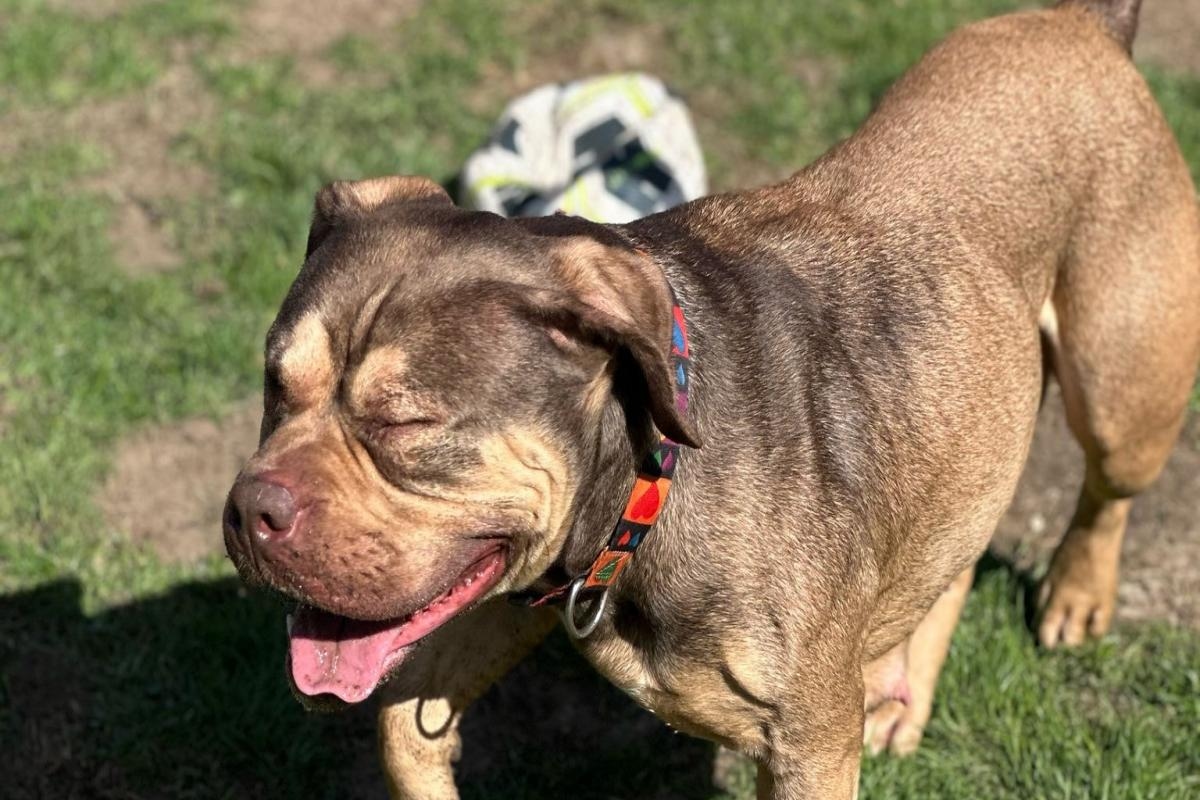 'Sweetest soul' Annie looking for new home after false starts in life