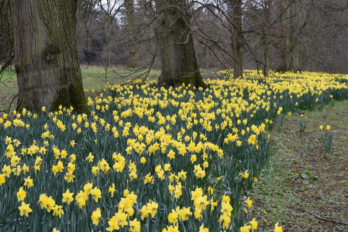 Five places to see spring blooms in Suffolk