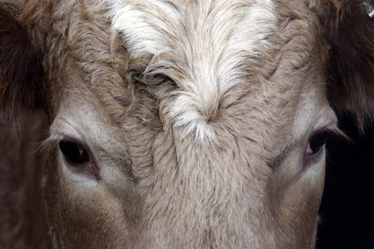 Animal culled as cattle disease found on a farm in region