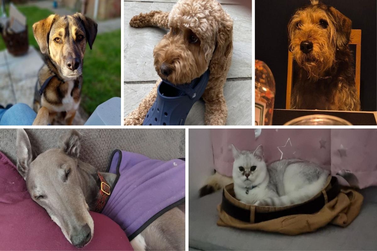 Here's our latest Pets of the Week - including Brody and Bear