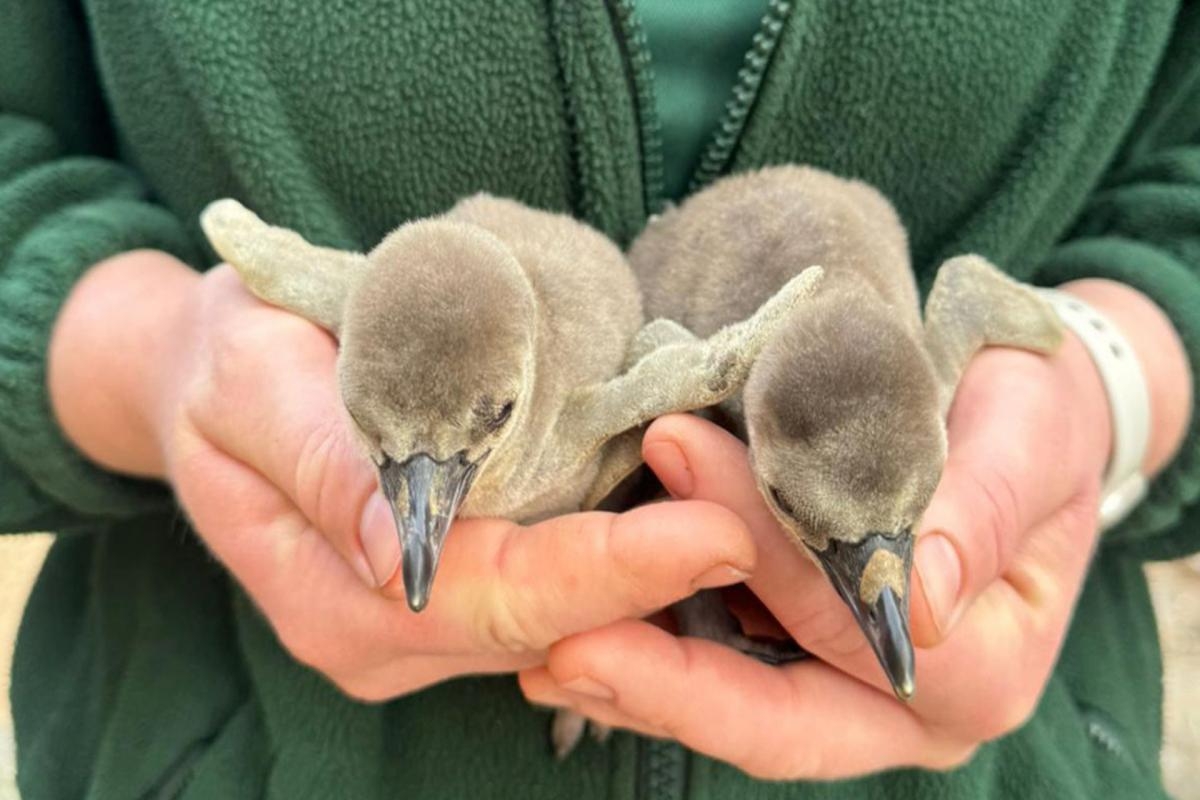 On this day: Colchester Zoo welcomes two baby penguins