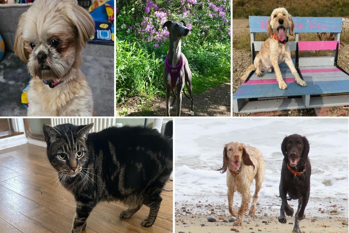 Pet of the week - we share your snaps of your furry friends