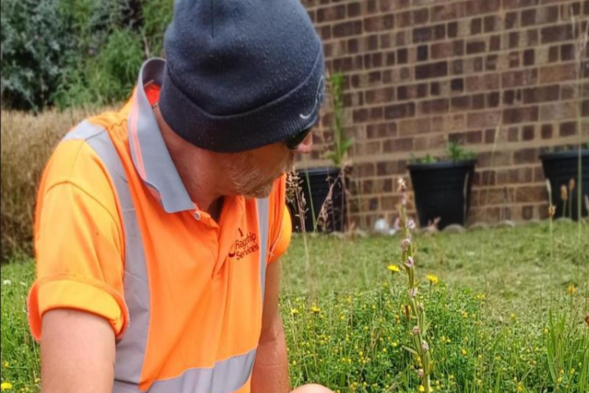 On this day: Rare pair of bee orchids discovered growing in countryside