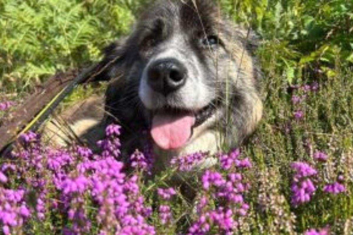 Dog who suffered 'vile mistreatment' looking for loving home in Norfolk