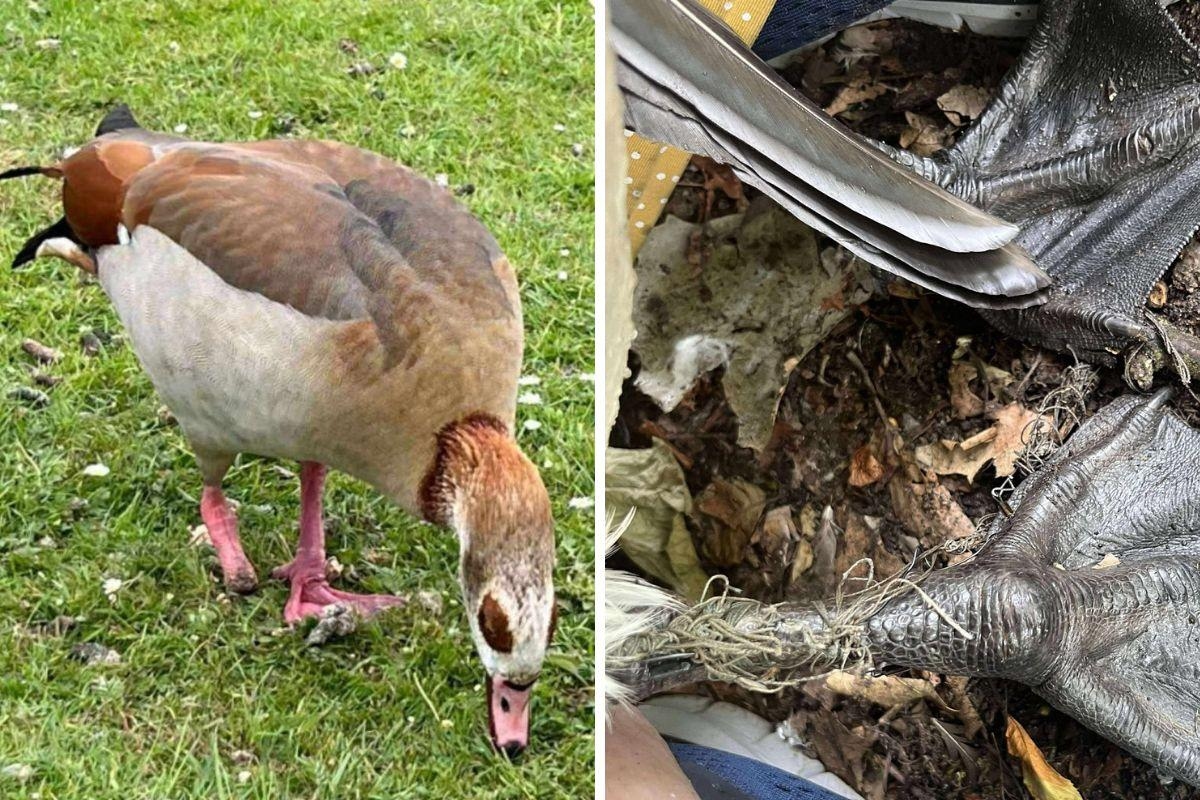 Geese lose limbs due to discarded lines at fishing hotspots