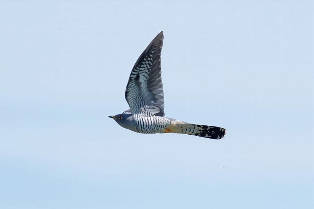 Photographer snaps globally threatened bird flying over the Broads