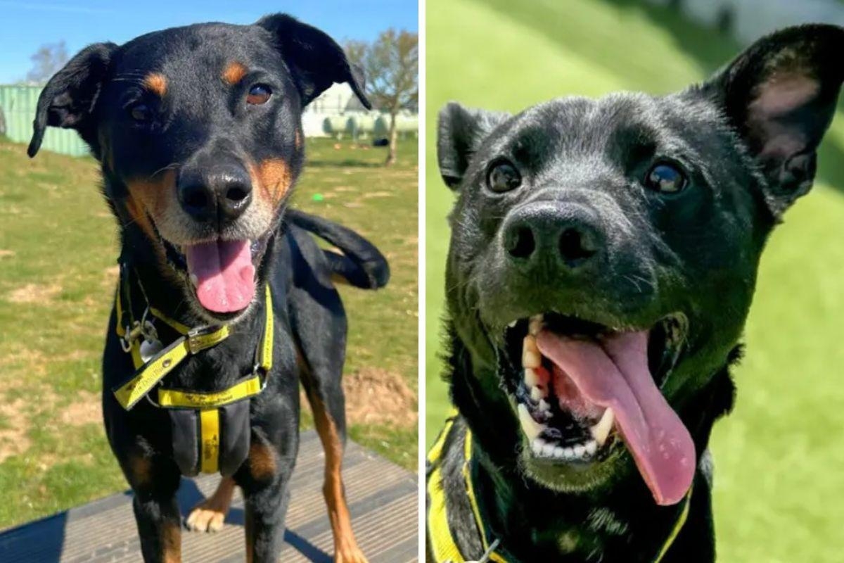Norfolk dog kennel to host new event