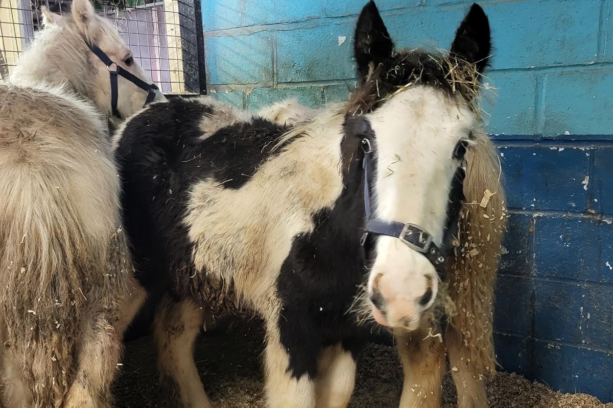 Smuggled horses now in Norfolk after 'horrific' journey