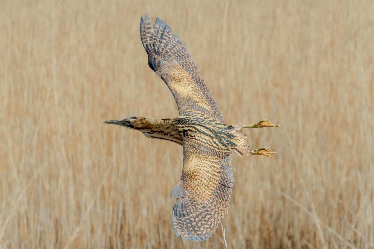 One of the UK's rarest birds spotted on Norfolk Broads