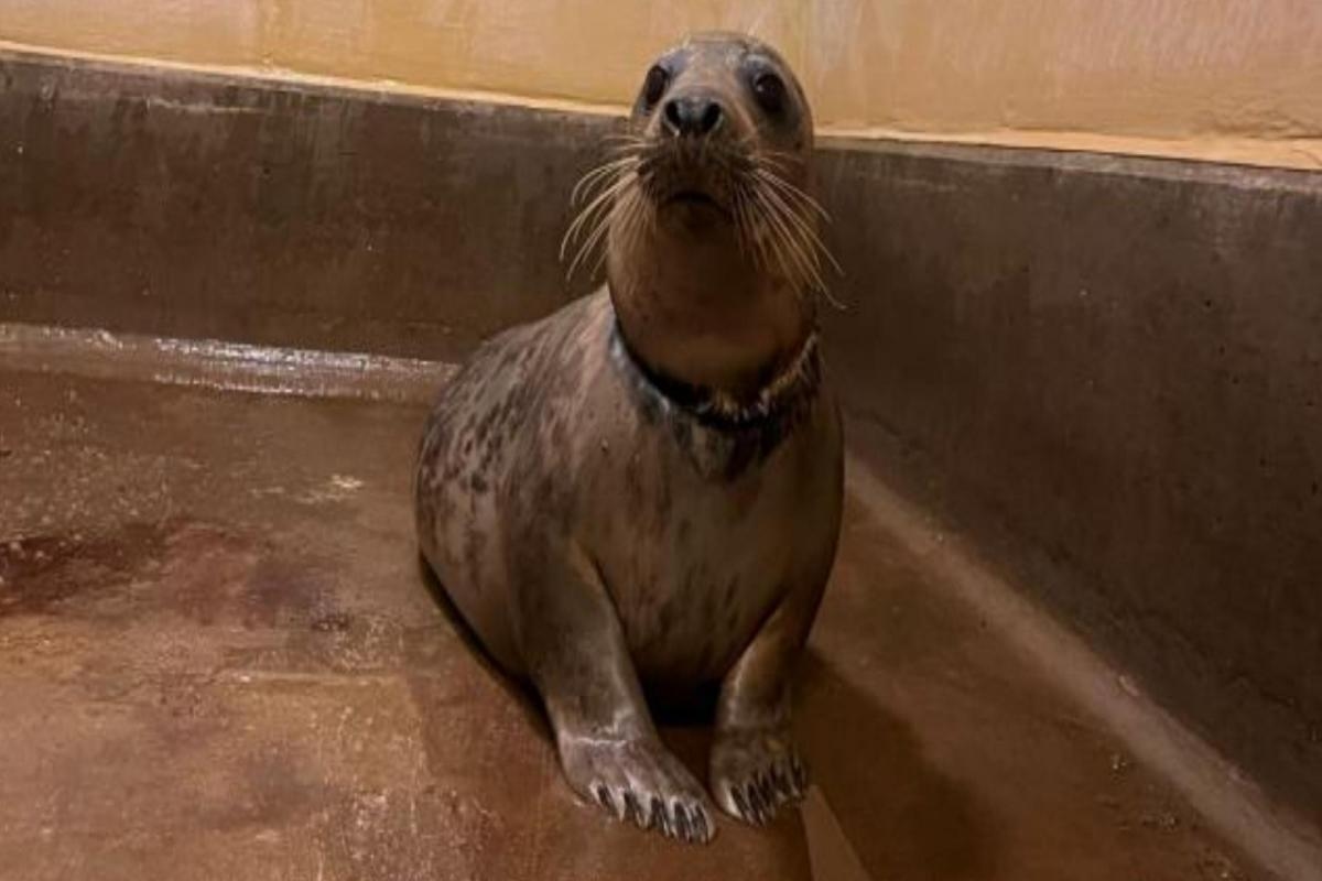 Seal found with ropes and nets around neck is nursed back to health