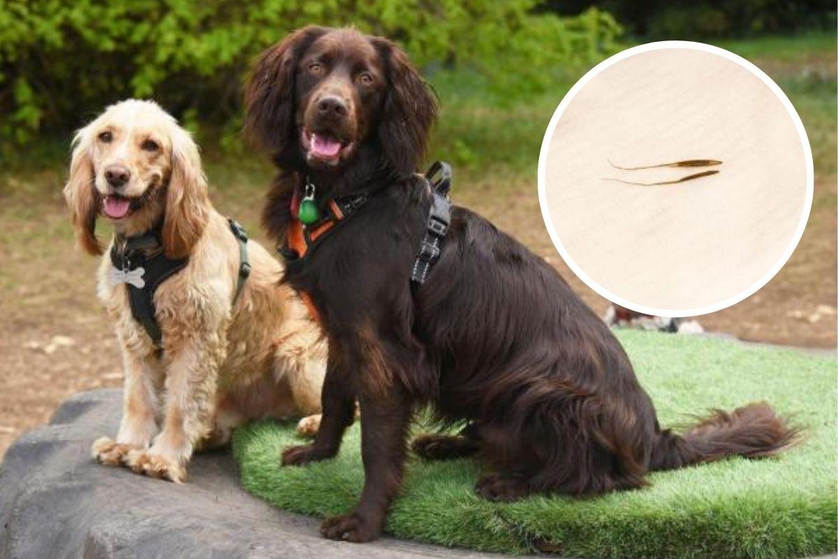 Dogs in danger as grass seed season approaches