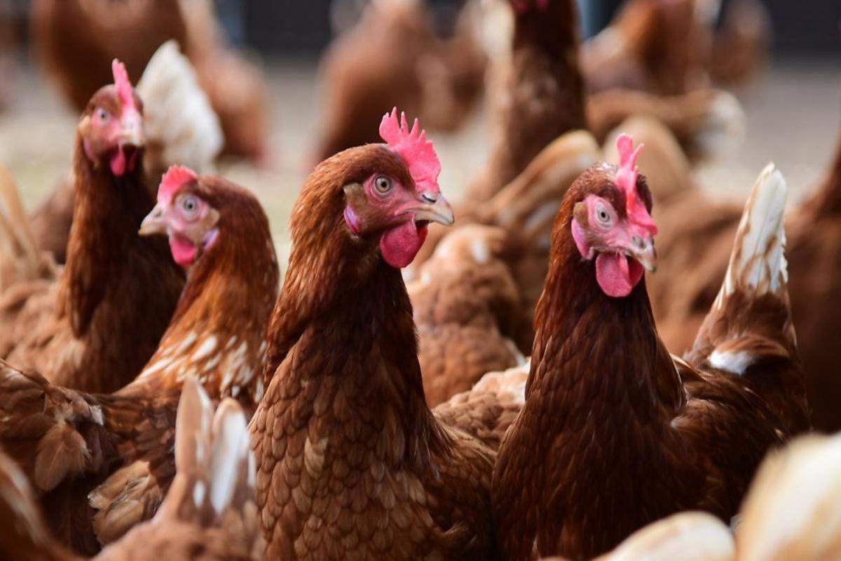 Bird flu case confirmed at farm in Norfolk