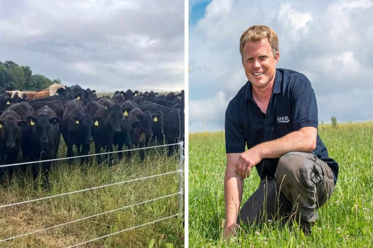 Evolving Norfolk farm weighs up its options to get cattle decisions right