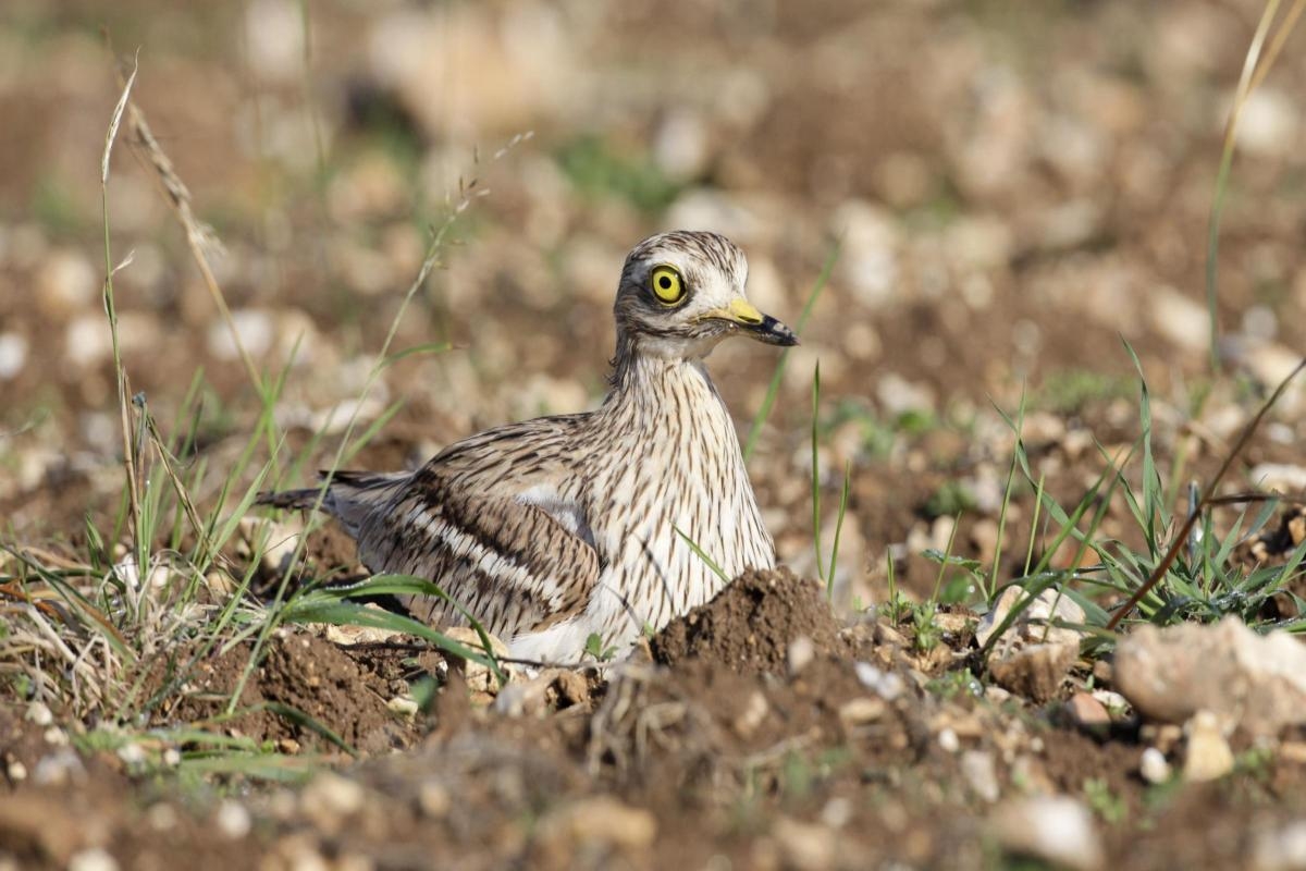Endangered stone-curlews brought 'back from the brink' in Breckland