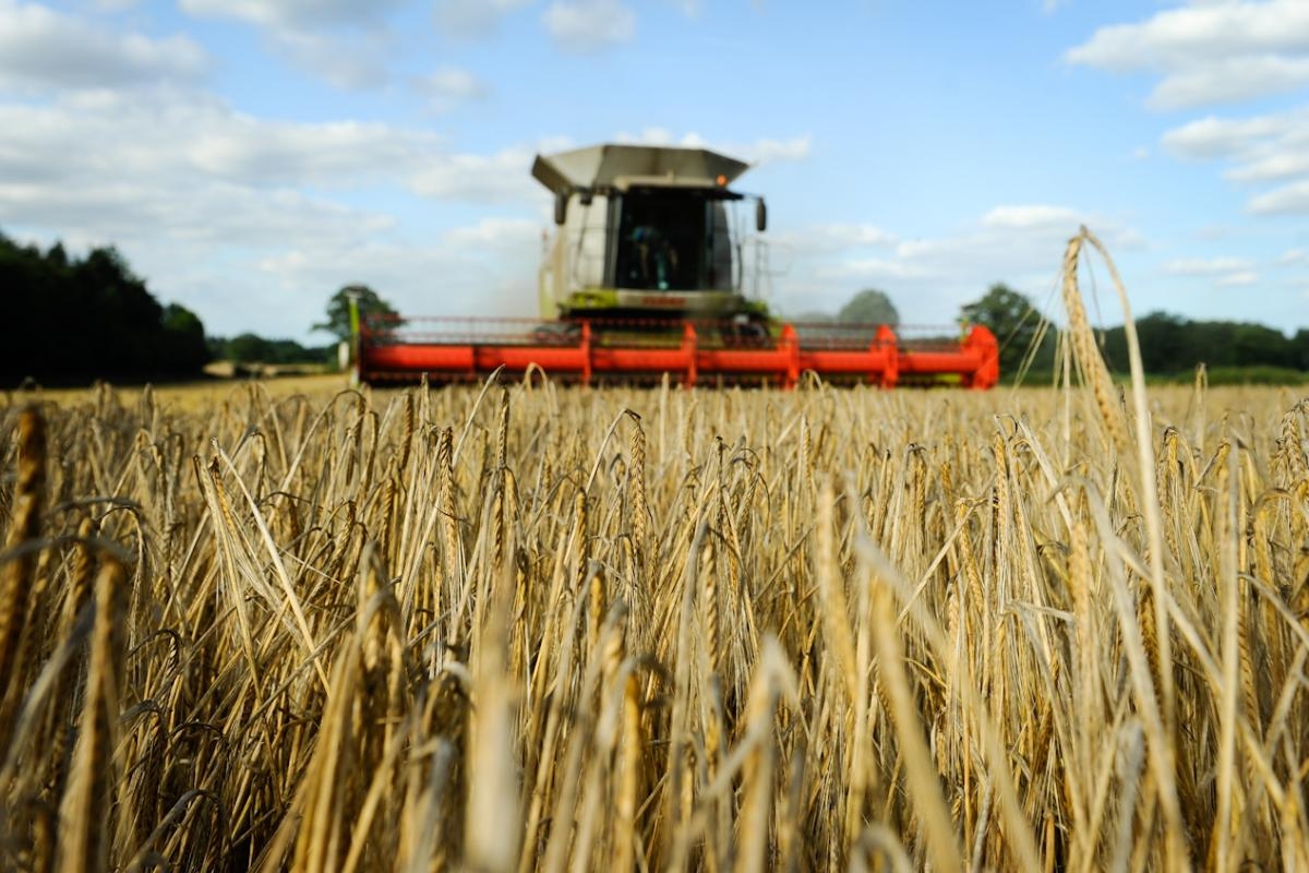 Norfolk's world-famous malting barley in the spotlight at county show