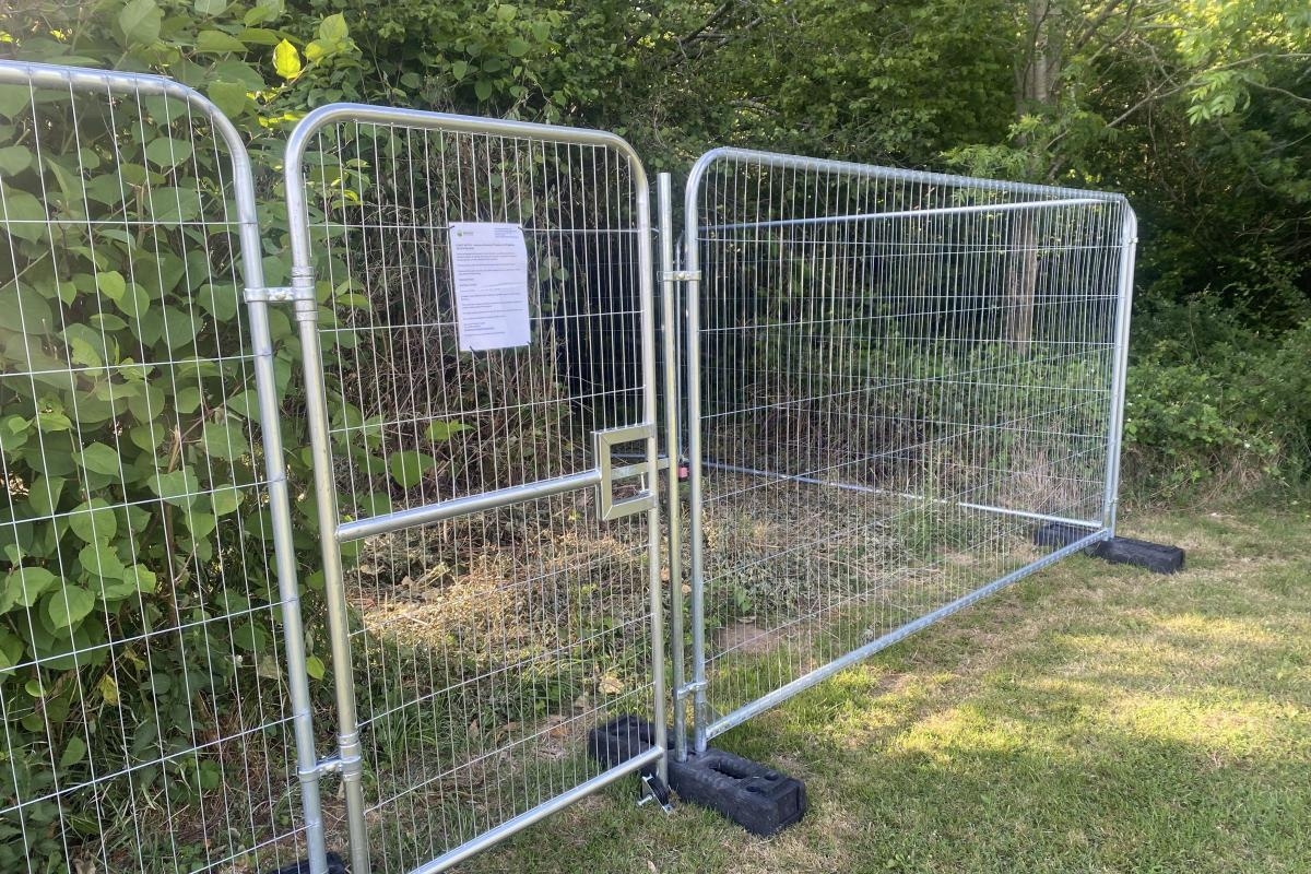 Warning over Japanese knotweed growth in Norfolk village