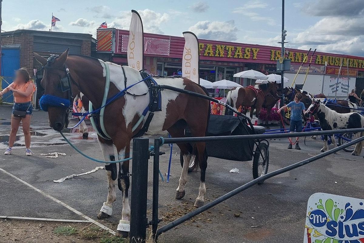 Dozens of families gather for pony and trap charity day in south Essex