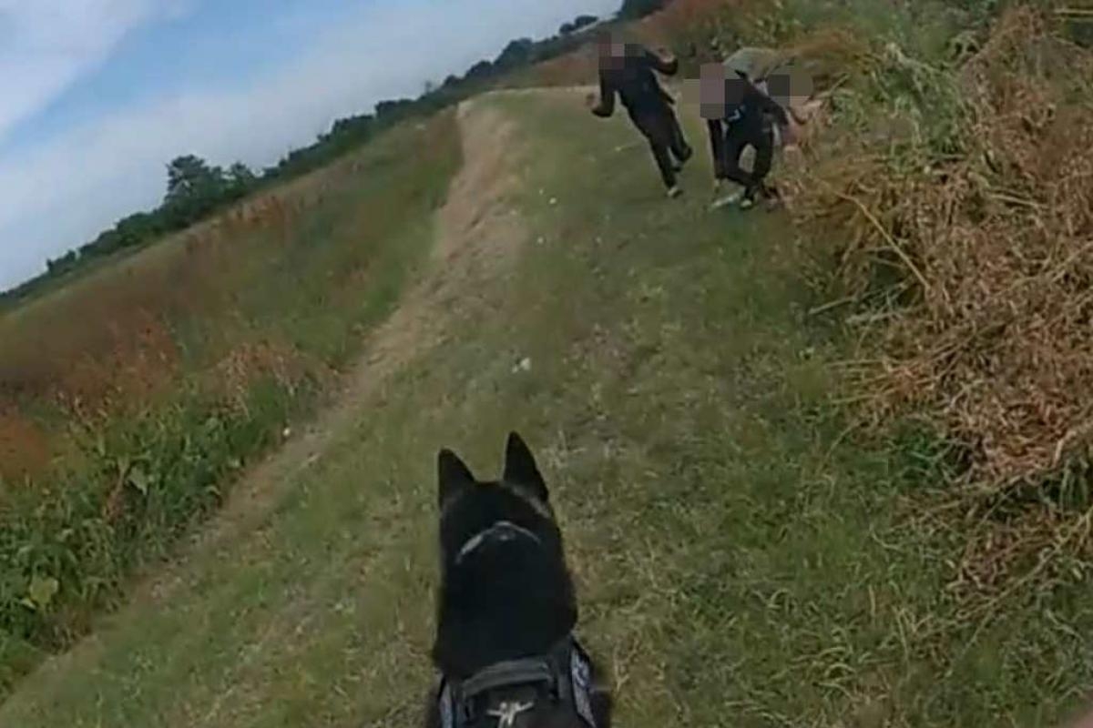 Knife-wielding robbers caught in south Essex by sharp-nosed police dog