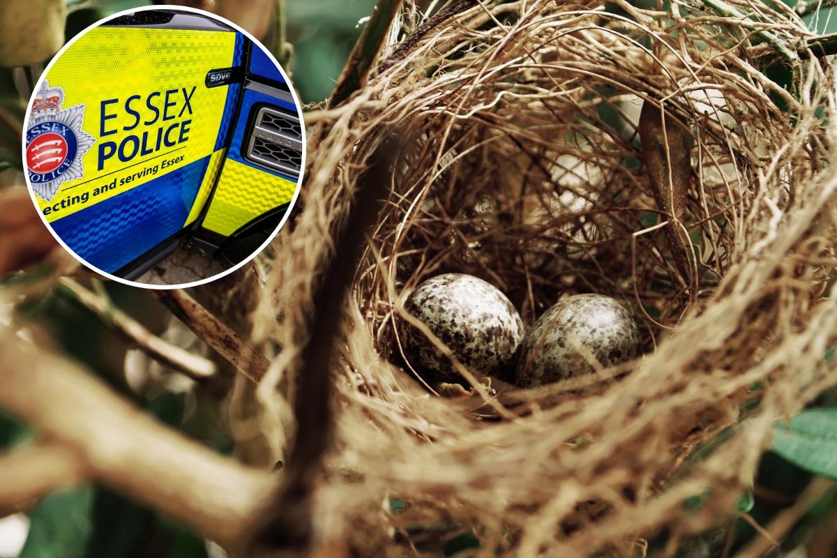 'Do not disturb nesting birds': Essex Police warns residents as season begins