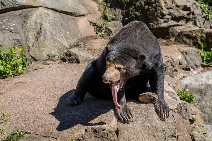 Edinburgh Zoo sun bear, Babu, in remission after 'terminal cancer' diagnosis
