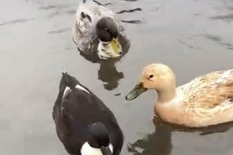 East Lothian woman 'heartbroken' as pet ducks 'stolen' during late night break-in