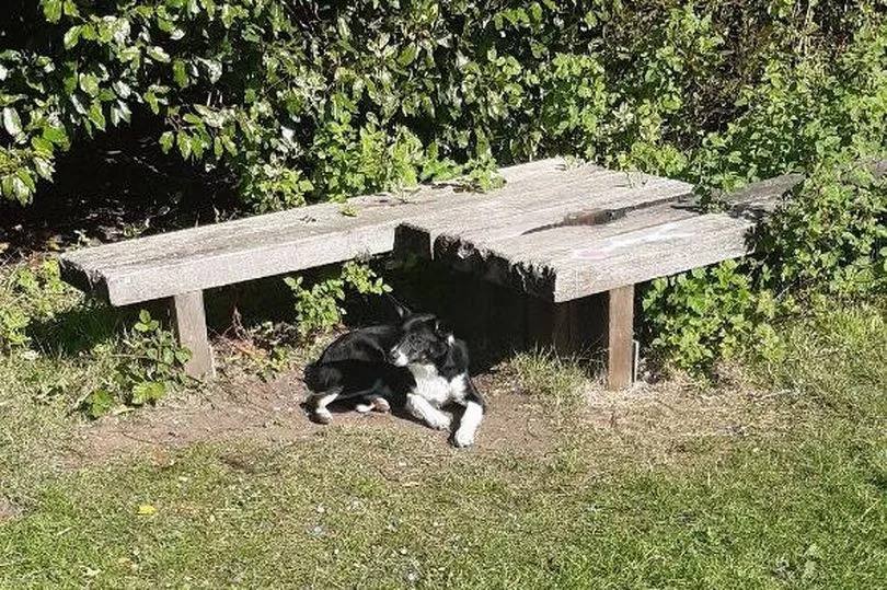 Young pup abandoned in West Lothian with all its belongings in heartbreaking sight