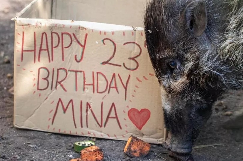 Pig at Edinburgh Zoo 'oldest in the world' as it hits 23rd birthday