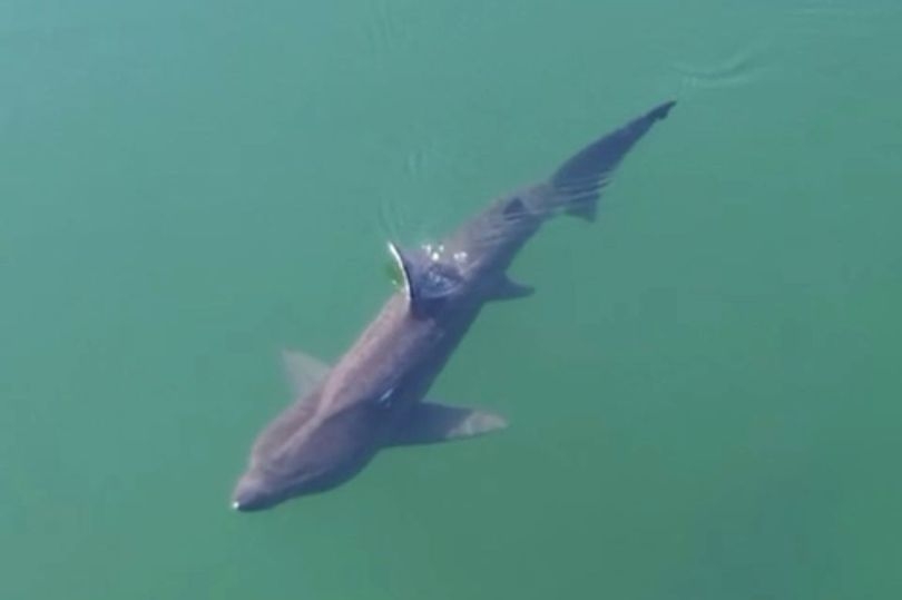 Awestruck East Lothian family captures stunning footage of shark 100m from shore