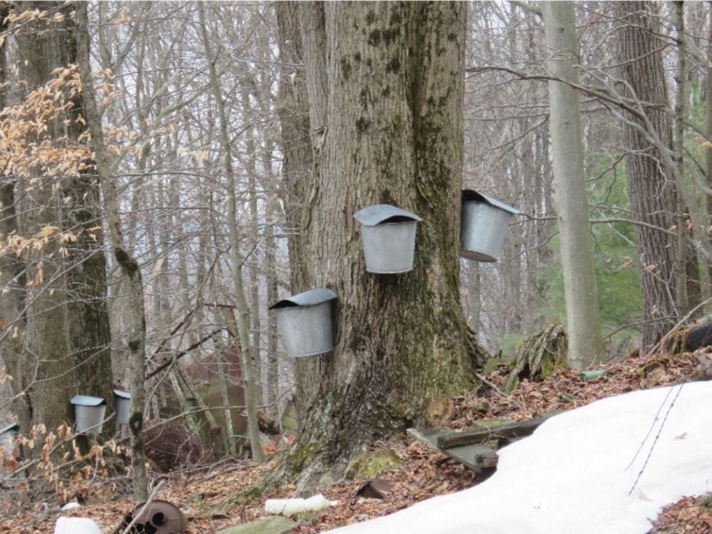 Three new sugar houses join the 2025 Maple Taste & Tour Weekend. What to know if you go