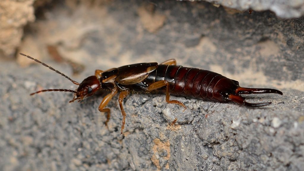 We know next to nothing about 99 per cent of the world's insects: Here's why that's a problem