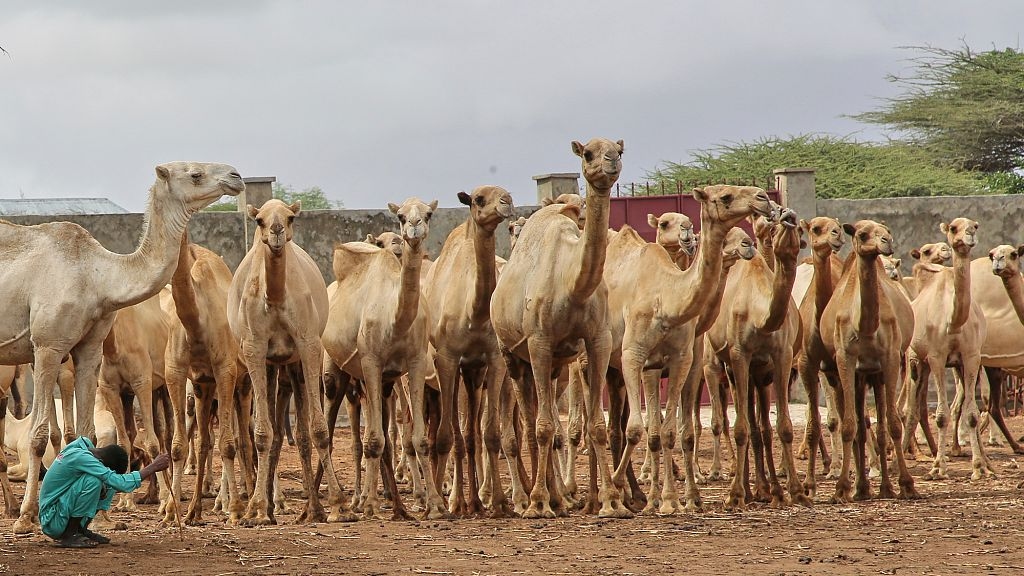Camel dairies signal change in Somalia's livestock economy