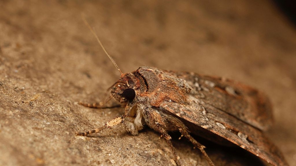 Meet the tiny Australian Moth that travels 1,000 km and navigates using the stars