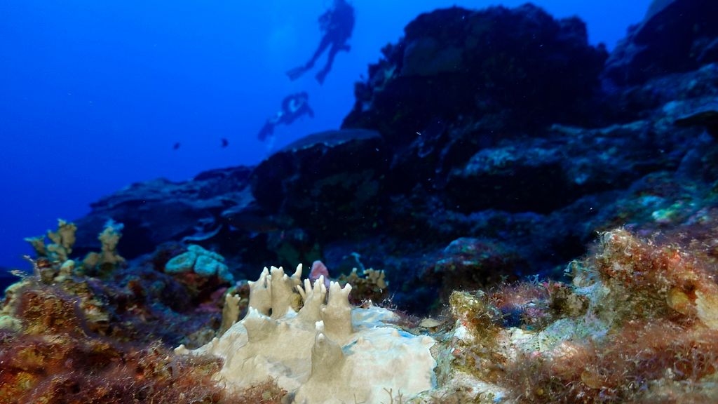 Marine heatwaves may have driven the world's oceans to a critical tipping point, scientists warn