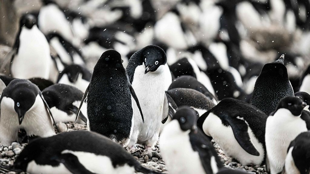 Penguin poo creates clouds that help cool the planet, study finds