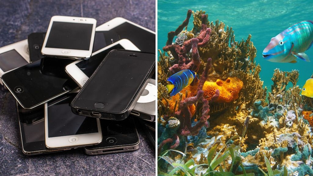 How your old phone could become a ‘tiny data centre' helping researchers to track marine life
