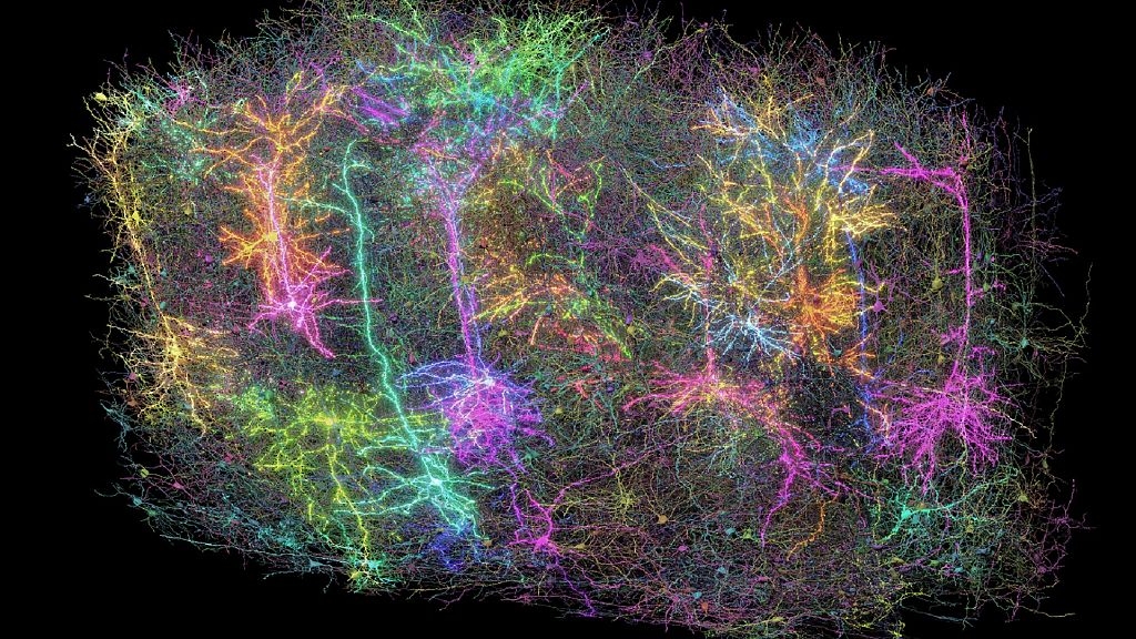 Scientists produce complex map of mouse's brain that could unravel mystery of how ours work